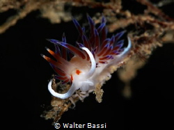 Cratena peregrina by Walter Bassi 